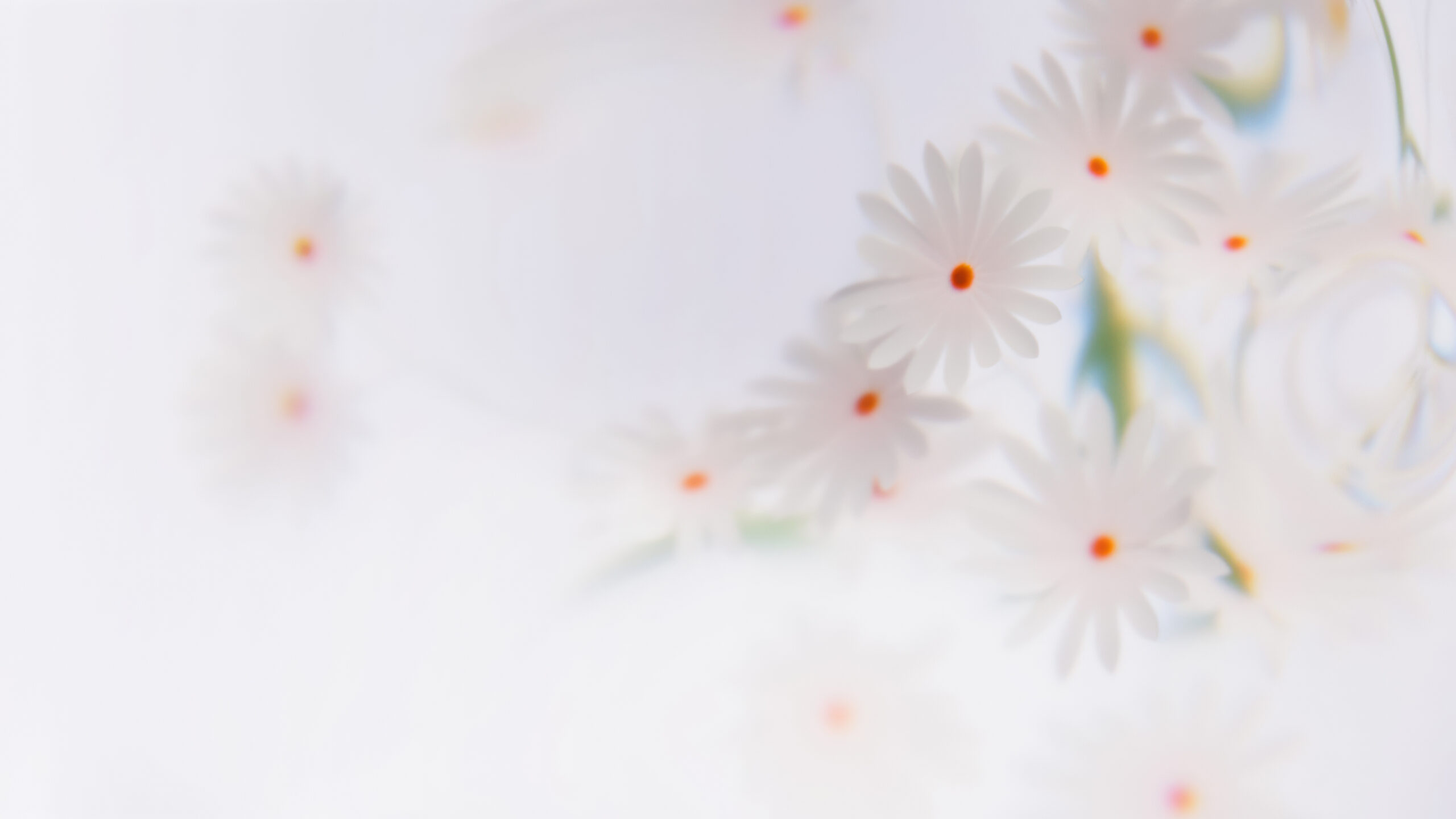 White daisy floral image with natural detail